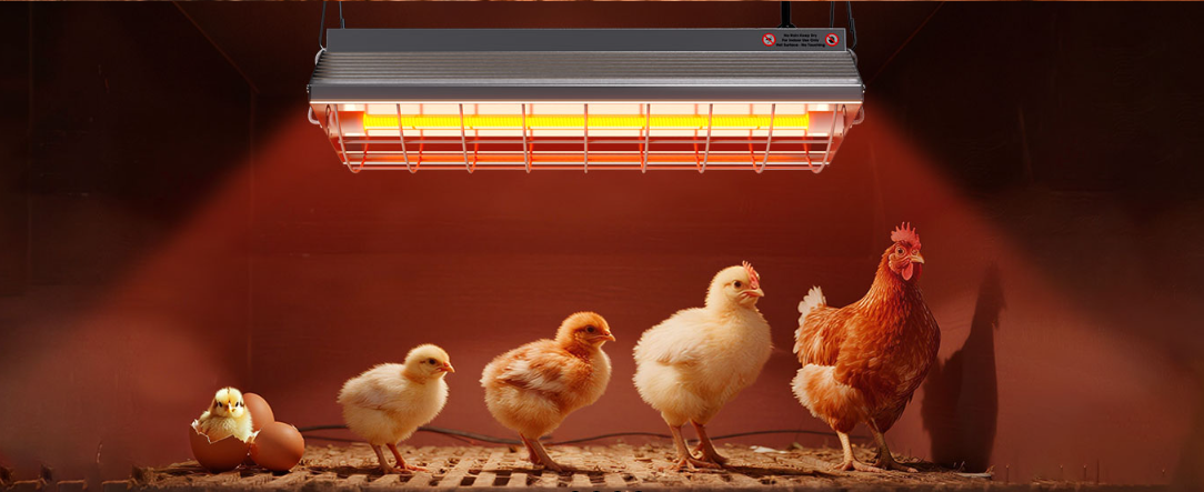 Livestock lamp supplier